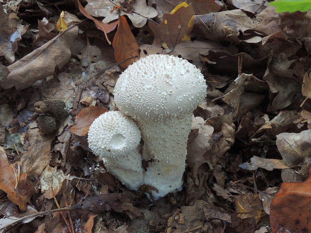 lycoperdon_perlatum_4b.jpg