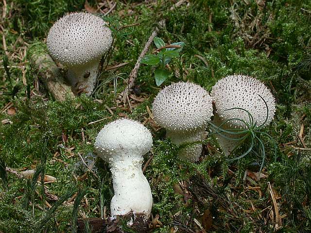 lycoperdon_perlatum_5.jpg