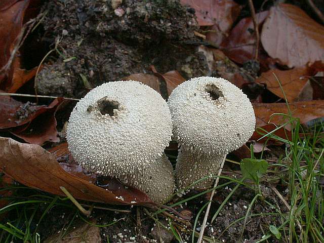 lycoperdon_perlatum_6.jpg