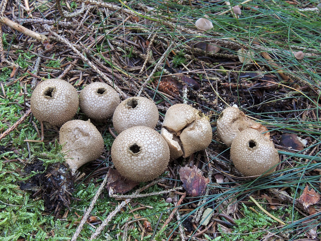 lycoperdon_perlatum_7.jpg