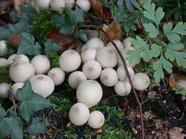 lycoperdon_pyriforme.jpg