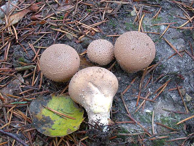 lycoperdon_umbrinum_1.jpg