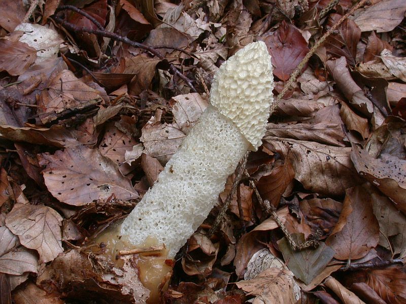phallus_impudicus_6.jpg