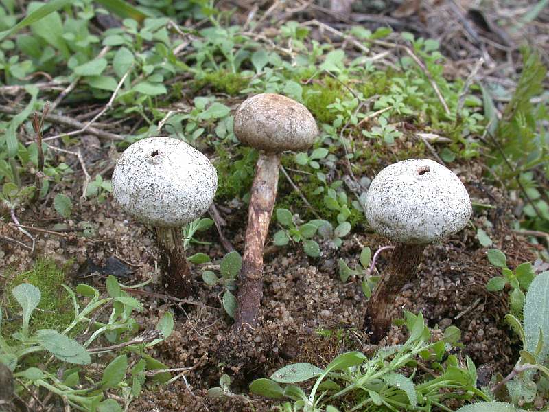 tulostoma_fimbriatum_2.jpg