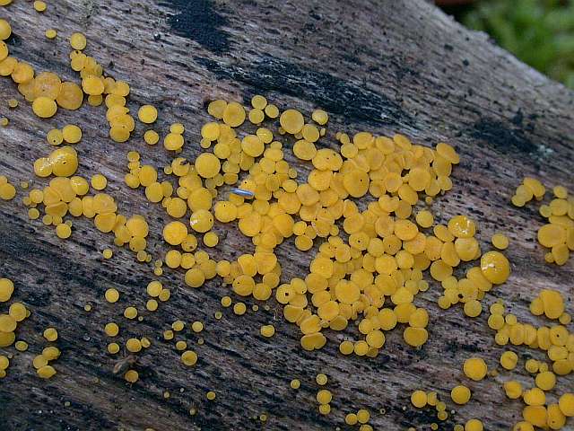 bisporella_citrina_3.jpg