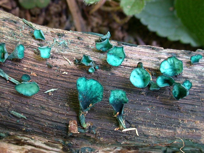 chlorociboria_aeruginascens_1.jpg