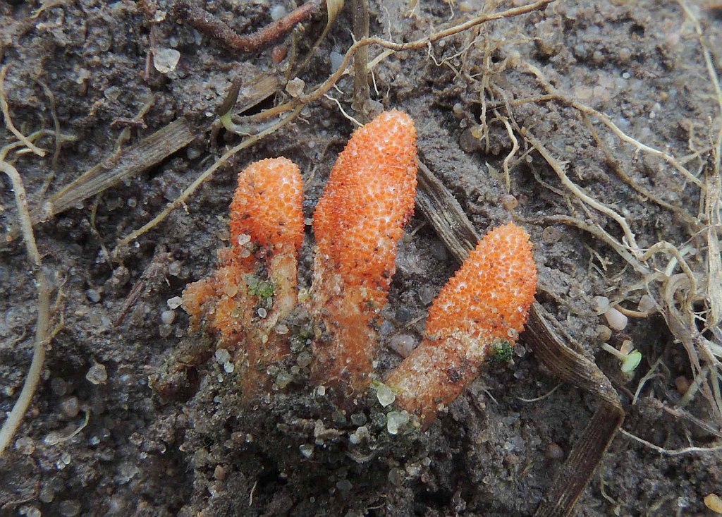 cordyceps_militaris_3b.jpg