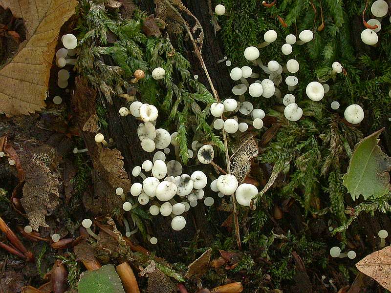 cudoniella_acicularis.jpg