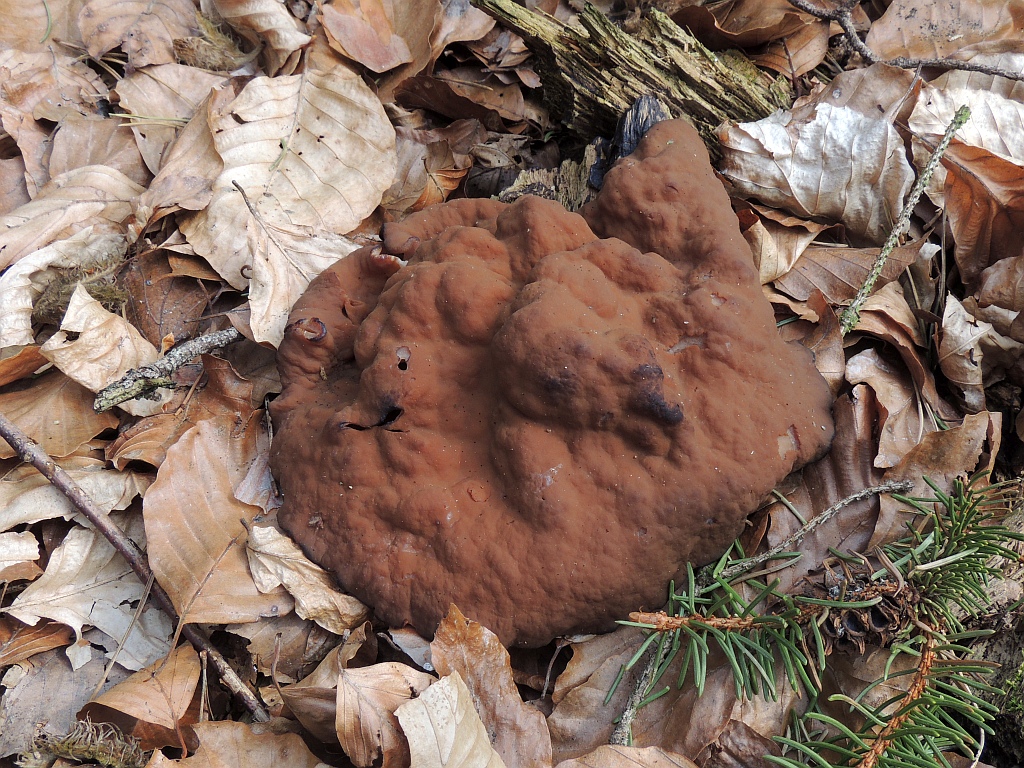 gyromitra_ancilis_1a.jpg