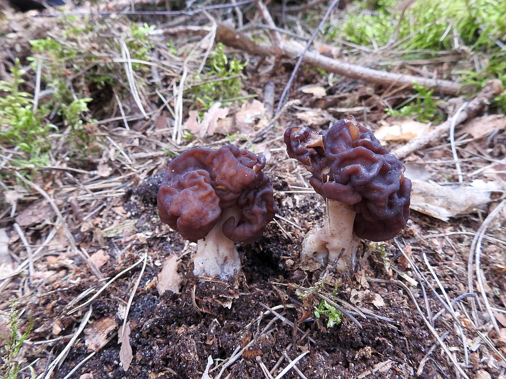 gyromitra_esculenta_1a.jpg