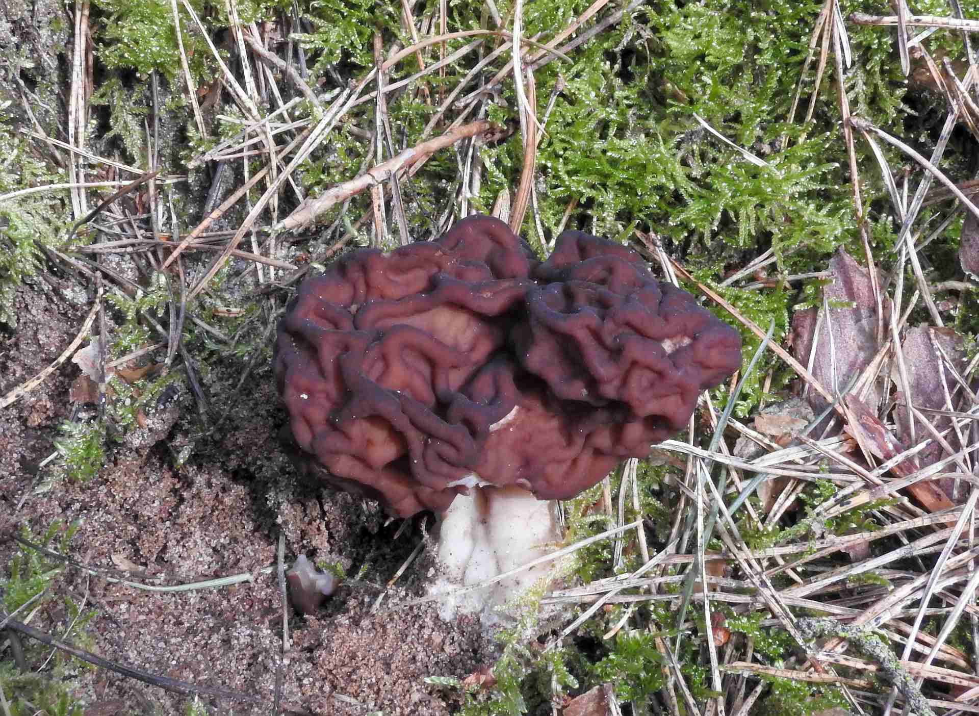 gyromitra_esculenta_1b.jpg