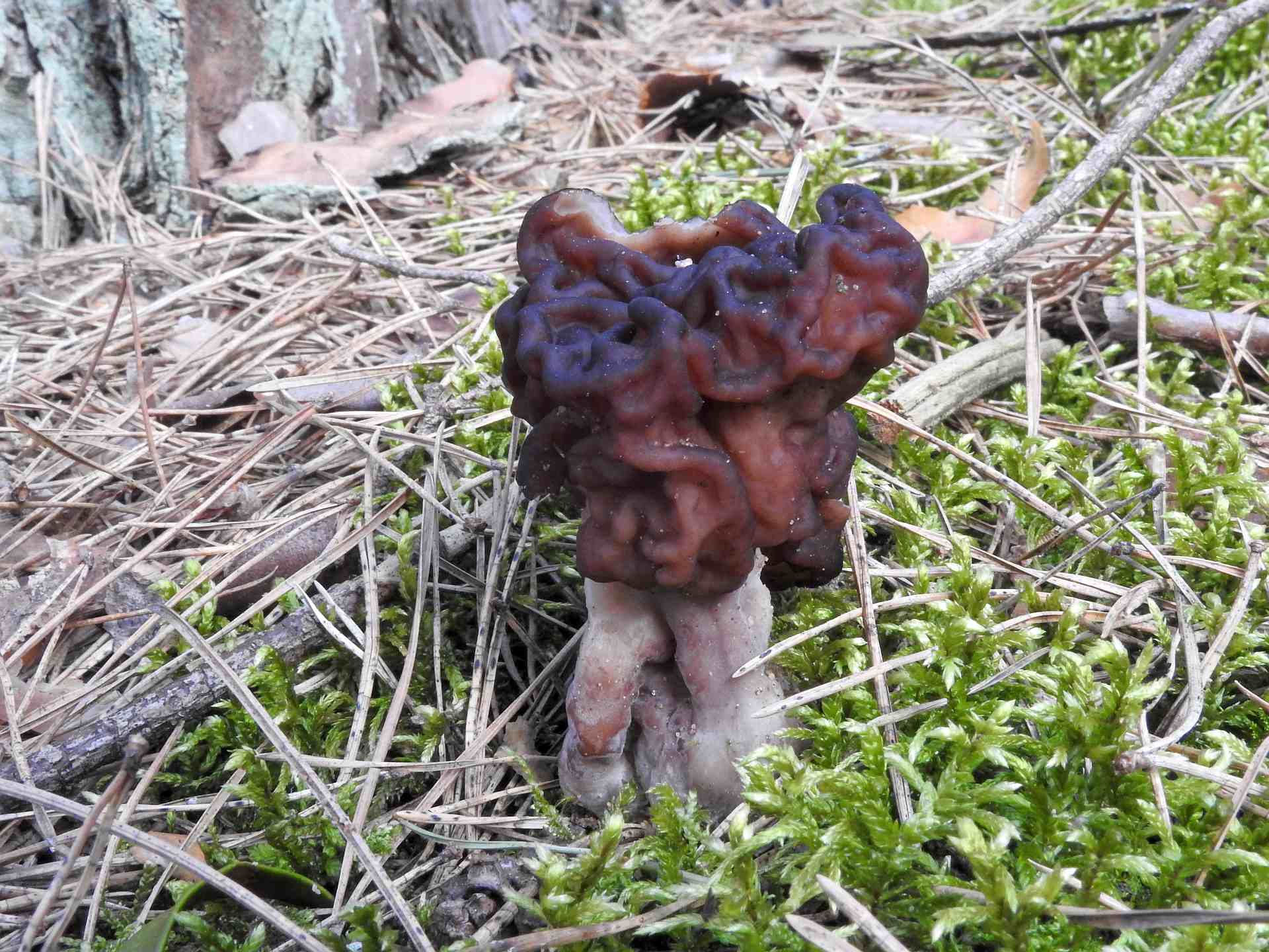 gyromitra_esculenta_2.jpg