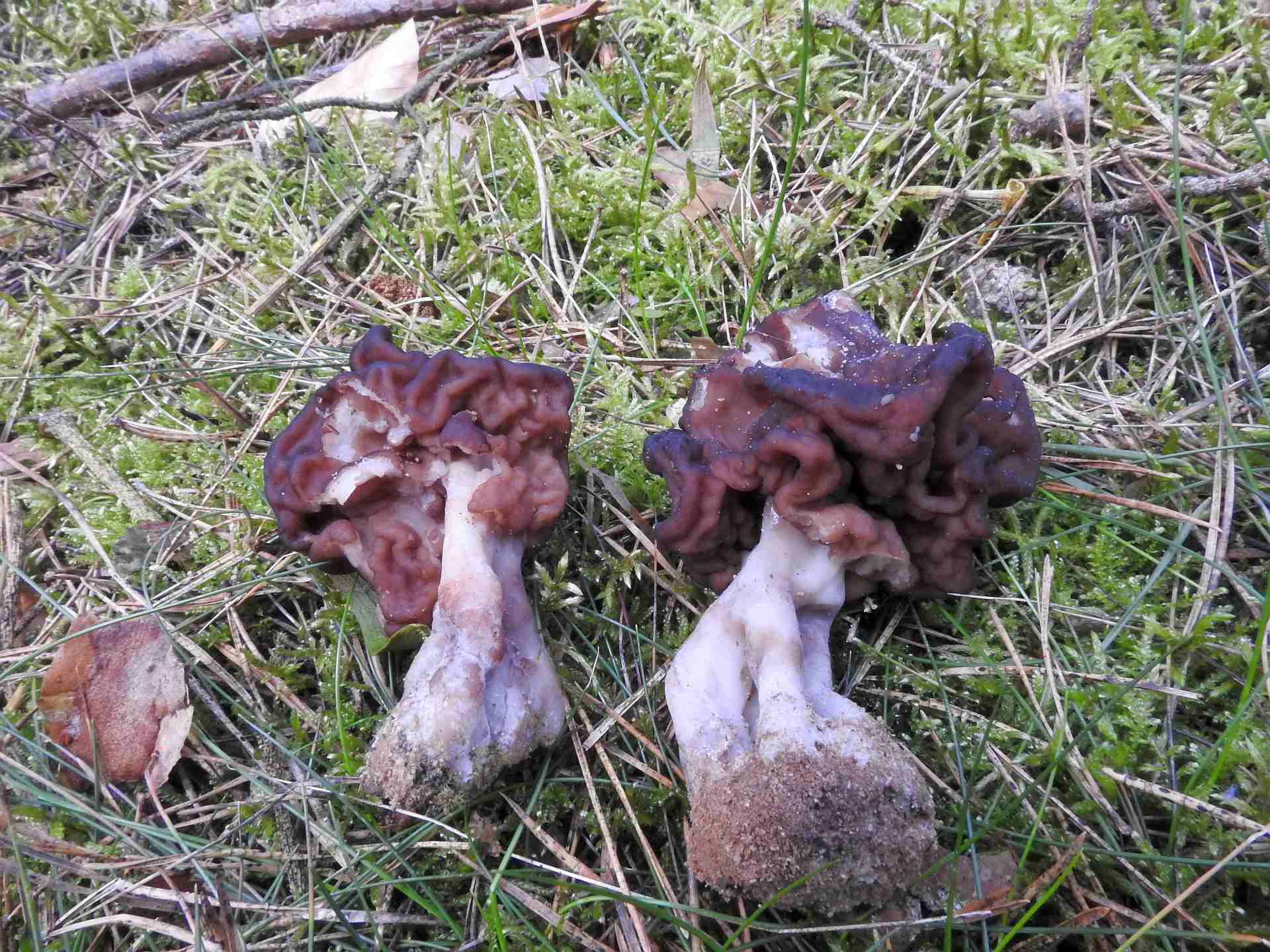 gyromitra_esculenta_4.jpg