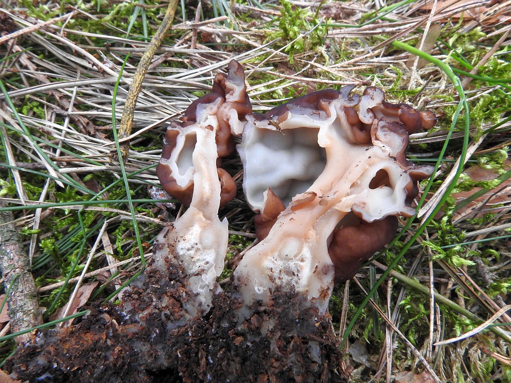 gyromitra_esculenta_5.JPG