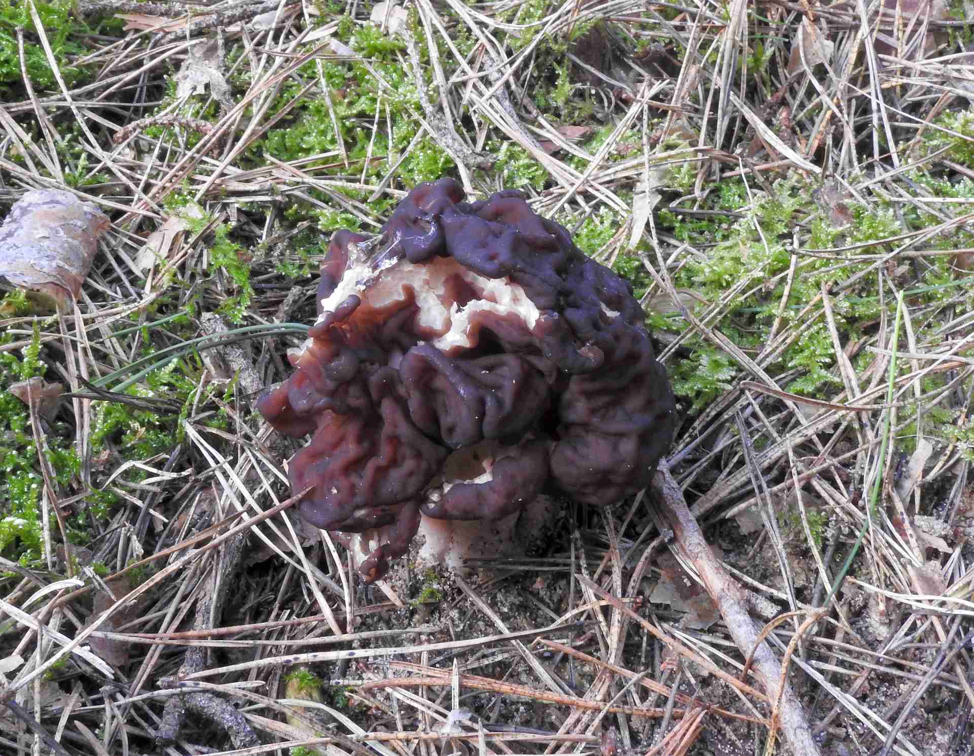 gyromitra_esculenta_7.jpg