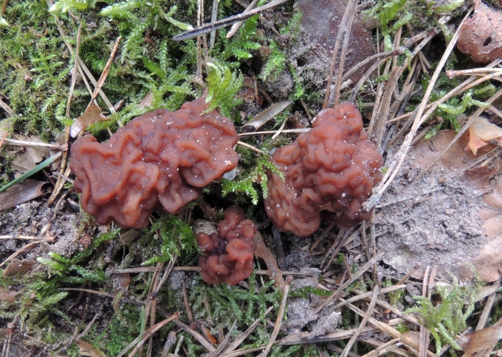gyromitra_esculenta_8a.jpg