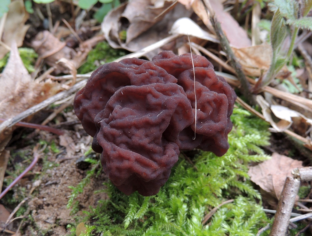gyromitra_esculenta_8b.jpg