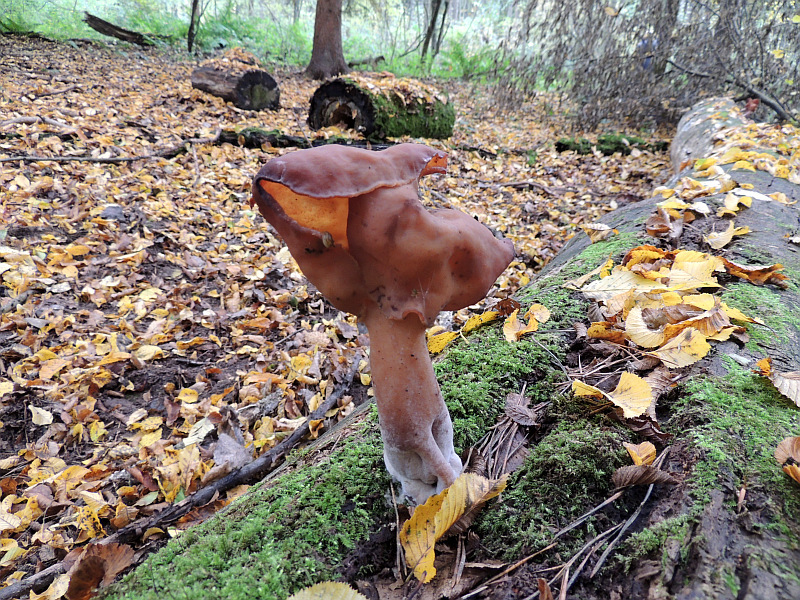 gyromitra_infula_1a.jpg