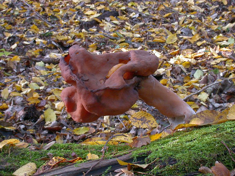 gyromitra_infula_1c.jpg