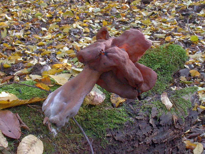 gyromitra_infula_1d.jpg