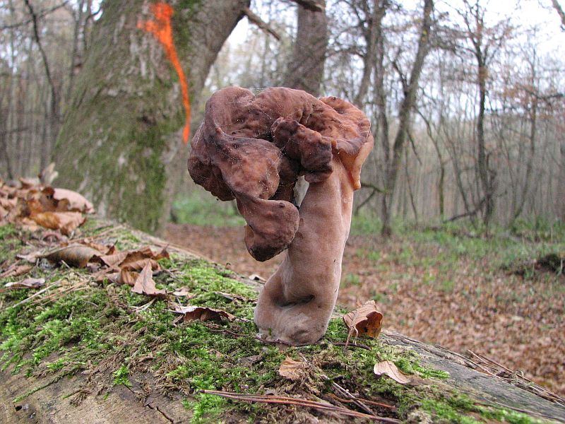 gyromitra_infula_2b.jpg