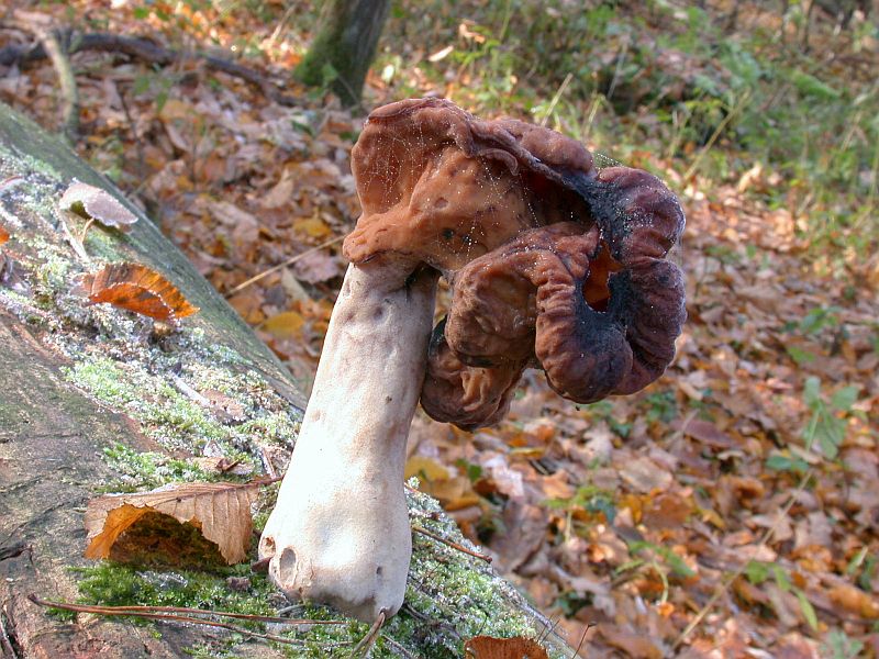 gyromitra_infula_2c.jpg