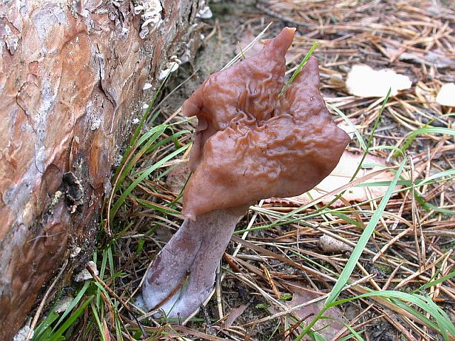 gyromitra_infula_5.jpg