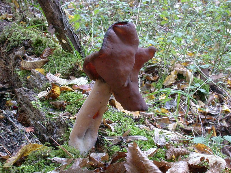 gyromitra_infula_6a.jpg