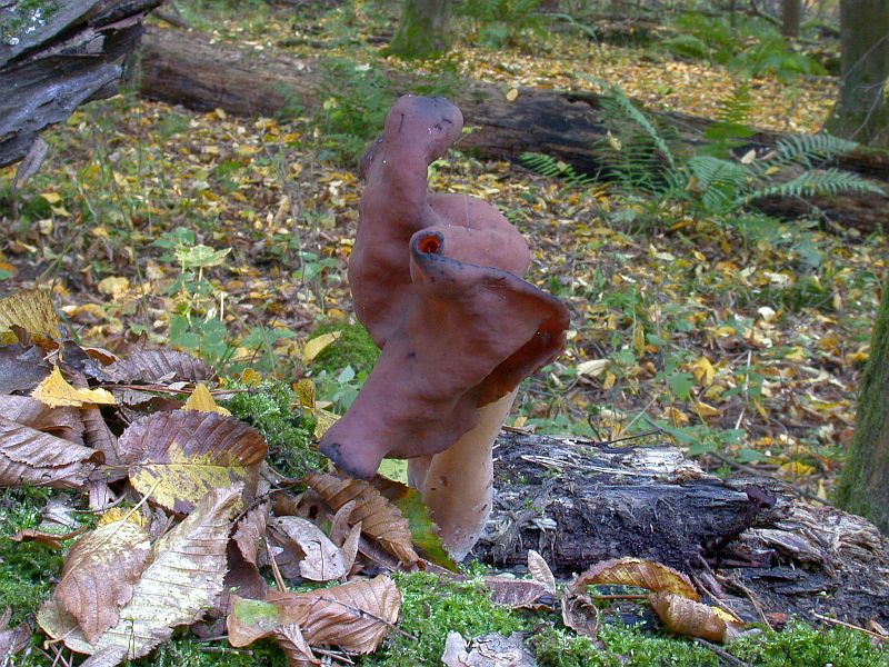 gyromitra_infula_6b.jpg