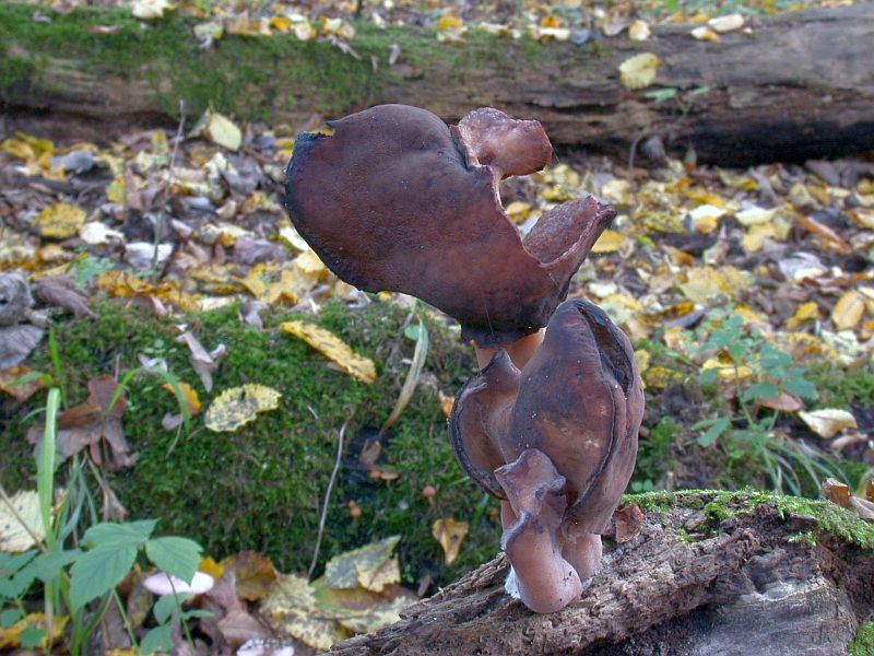gyromitra_infula_6c.jpg