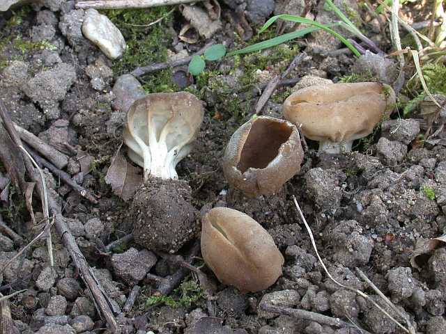 helvella_acetabulum_1.jpg