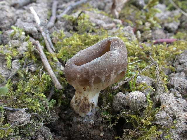 helvella_acetabulum_2.jpg