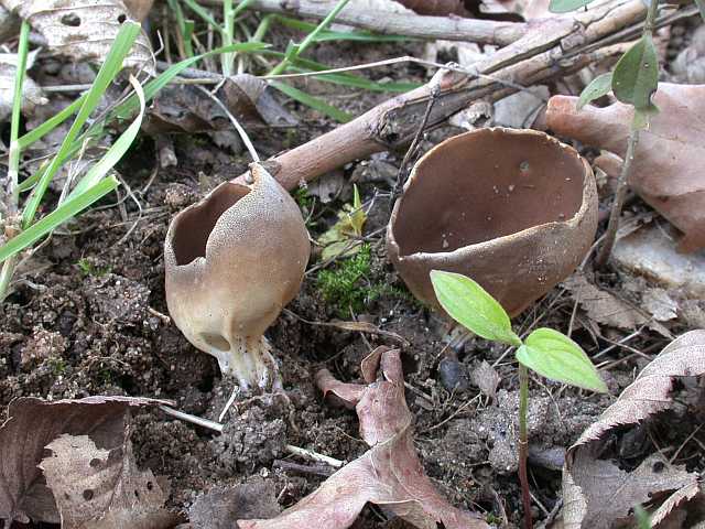 helvella_acetabulum_3.jpg