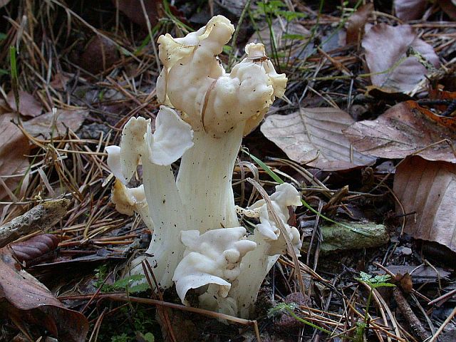 helvella_crispa.jpg