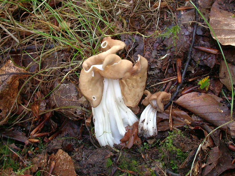 helvella_crispa_3.jpg