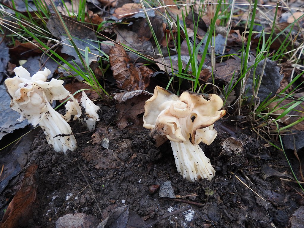 helvella_crispa_4.jpg