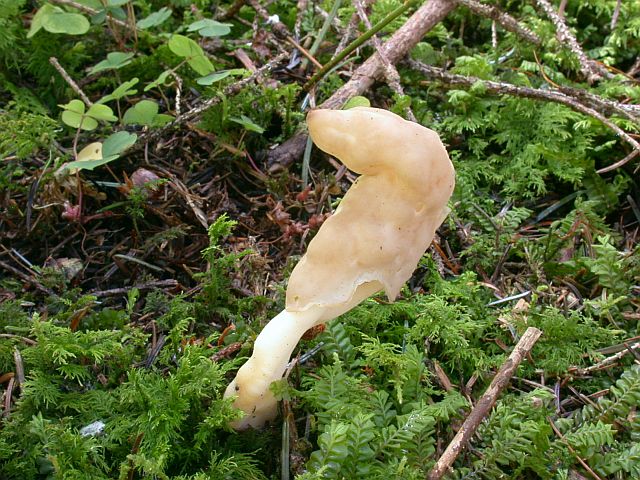 helvella_elastica_1.jpg