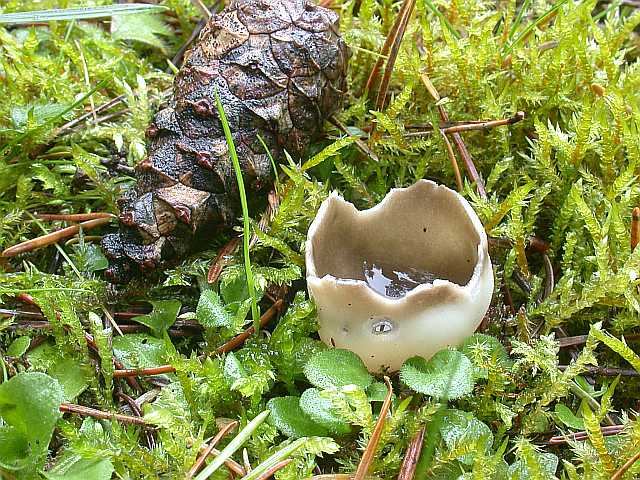 helvella_leucomelaena_2.jpg