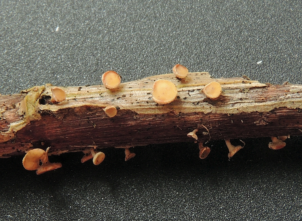 hymenoscyphus_scutula_1c.jpg