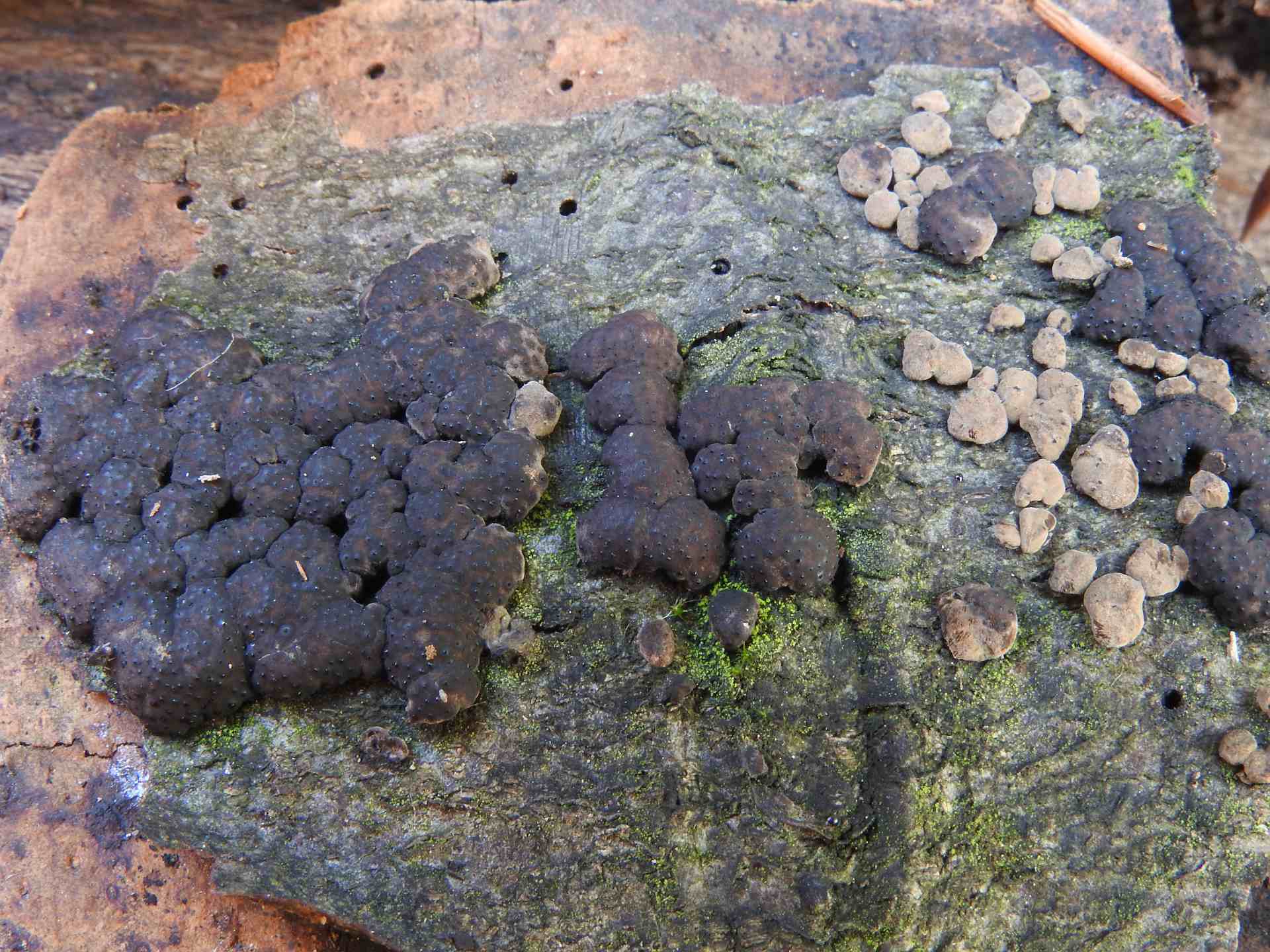 hypoxylon_cohaerens.jpg