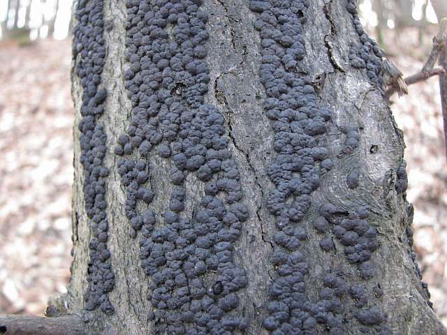 hypoxylon_cohaerens_1.jpg
