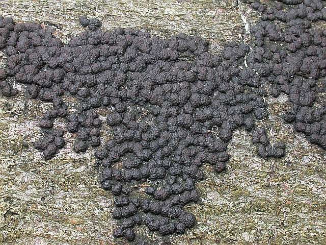 hypoxylon_cohaerens_2.jpg