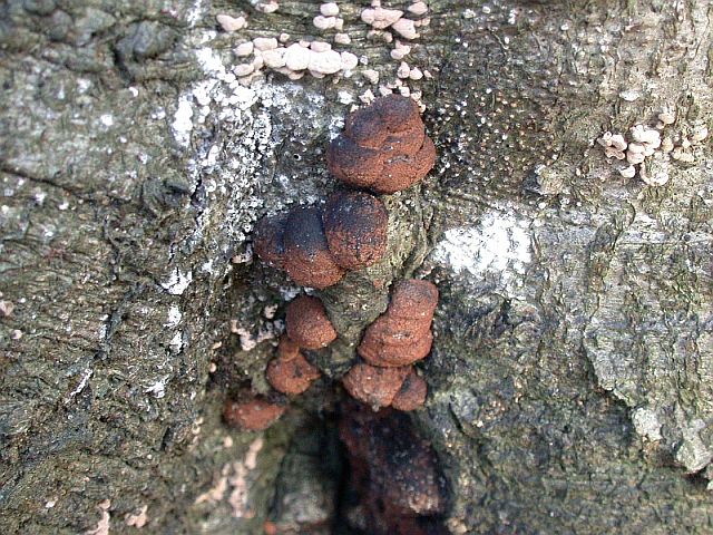 hypoxylon_fuscum.jpg