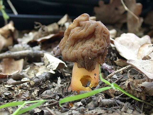 verpa_digitaliformis_2.jpg