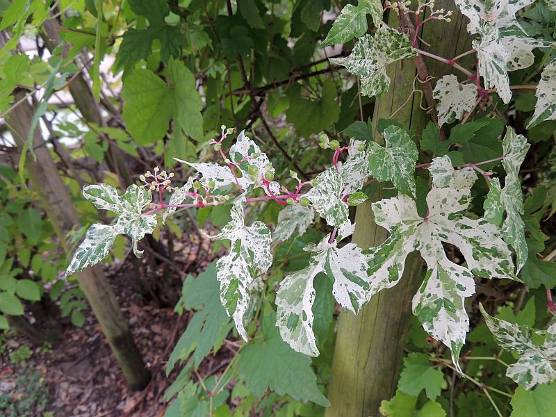 echter_Mehltau_Erysiphe_necator_an_Ampelopsis_heterophylla_var.elegans.jpg