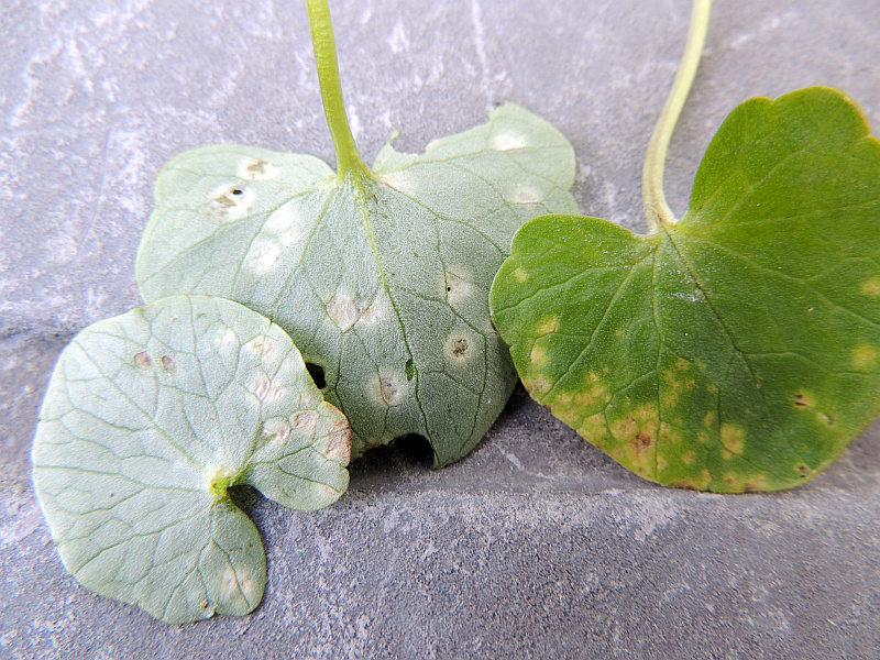 entyloma_ficariae_Brandpilz_Anamorphe_an_Scharbockskraut.jpg
