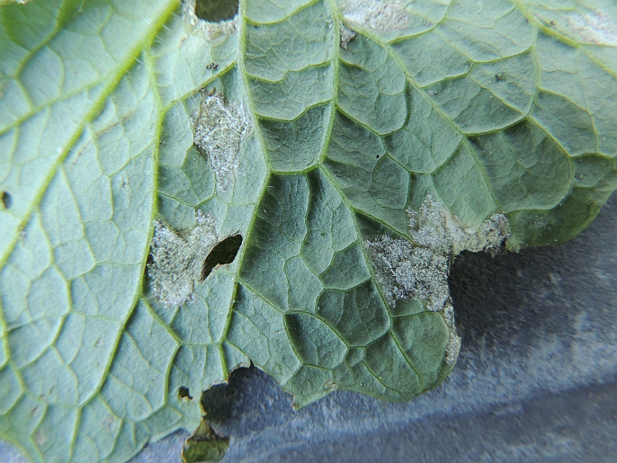 falscher_Mehltau_Peronospora_niesleana_an_Knoblauchsrauke_US.jpg