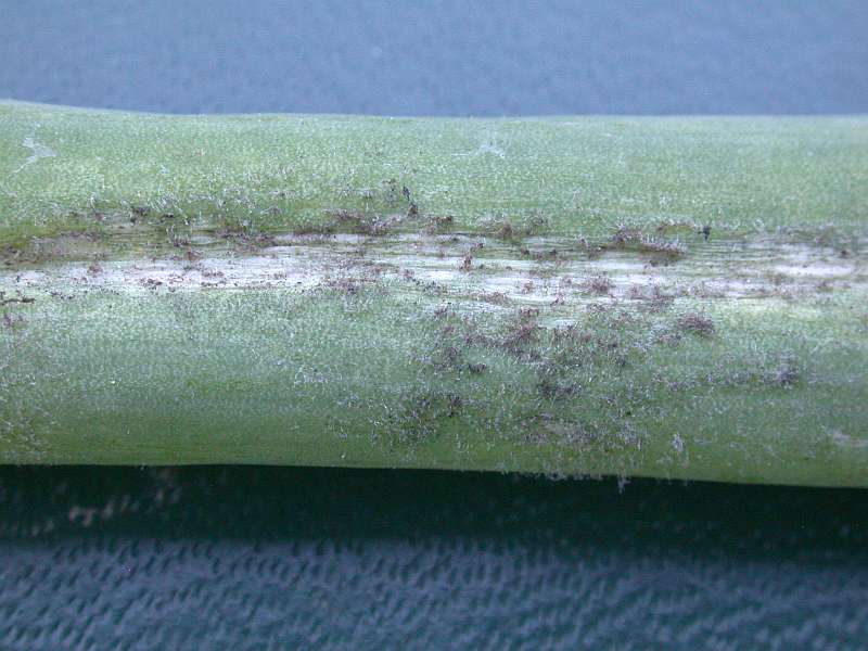 peronospora_destructor.jpg