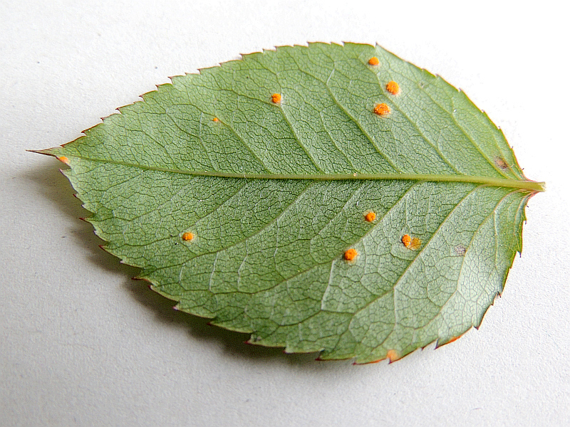 phragmidium_spec._Acien_an_Rose_US.jpg