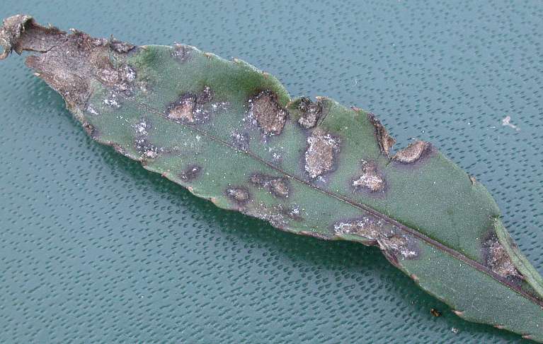 plasmopara_obducens_1.jpg